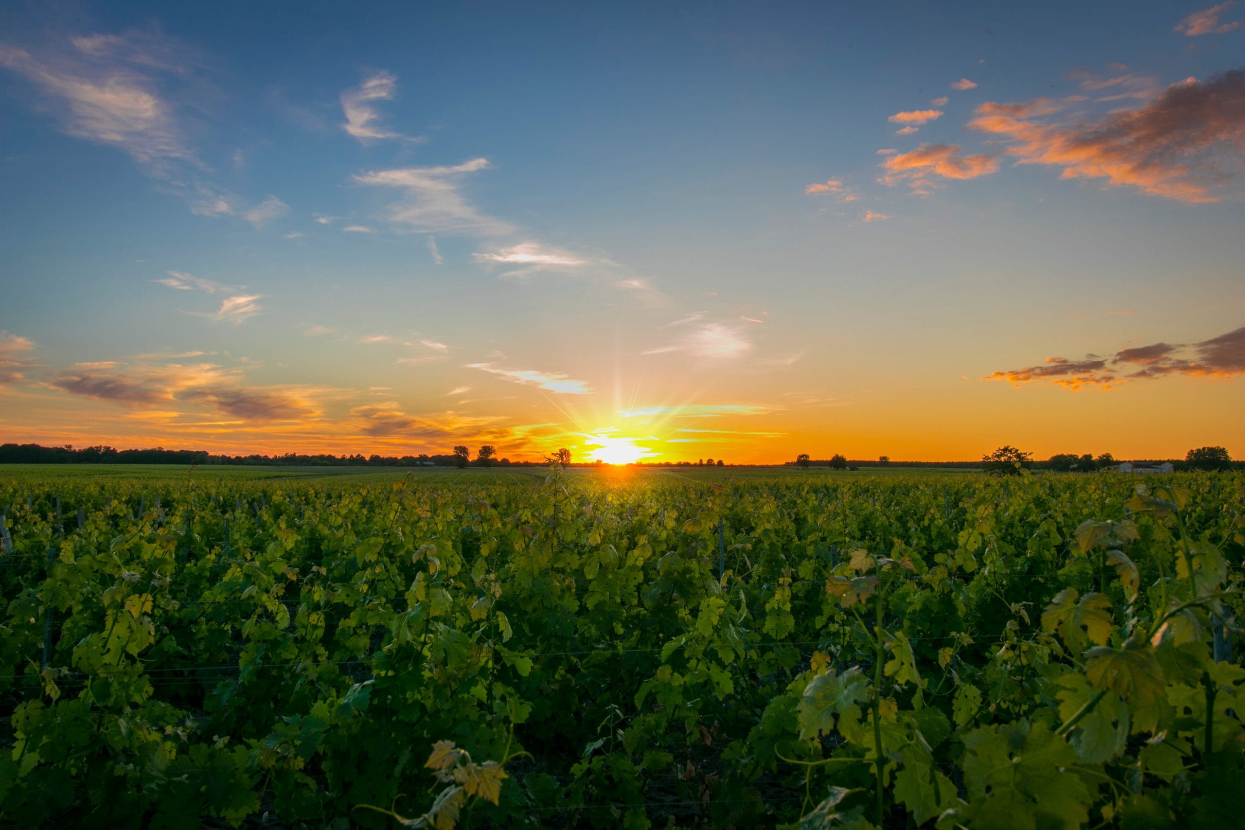 Rows,Of,Vine,,One,Spring,Evening,,With,Sunset.