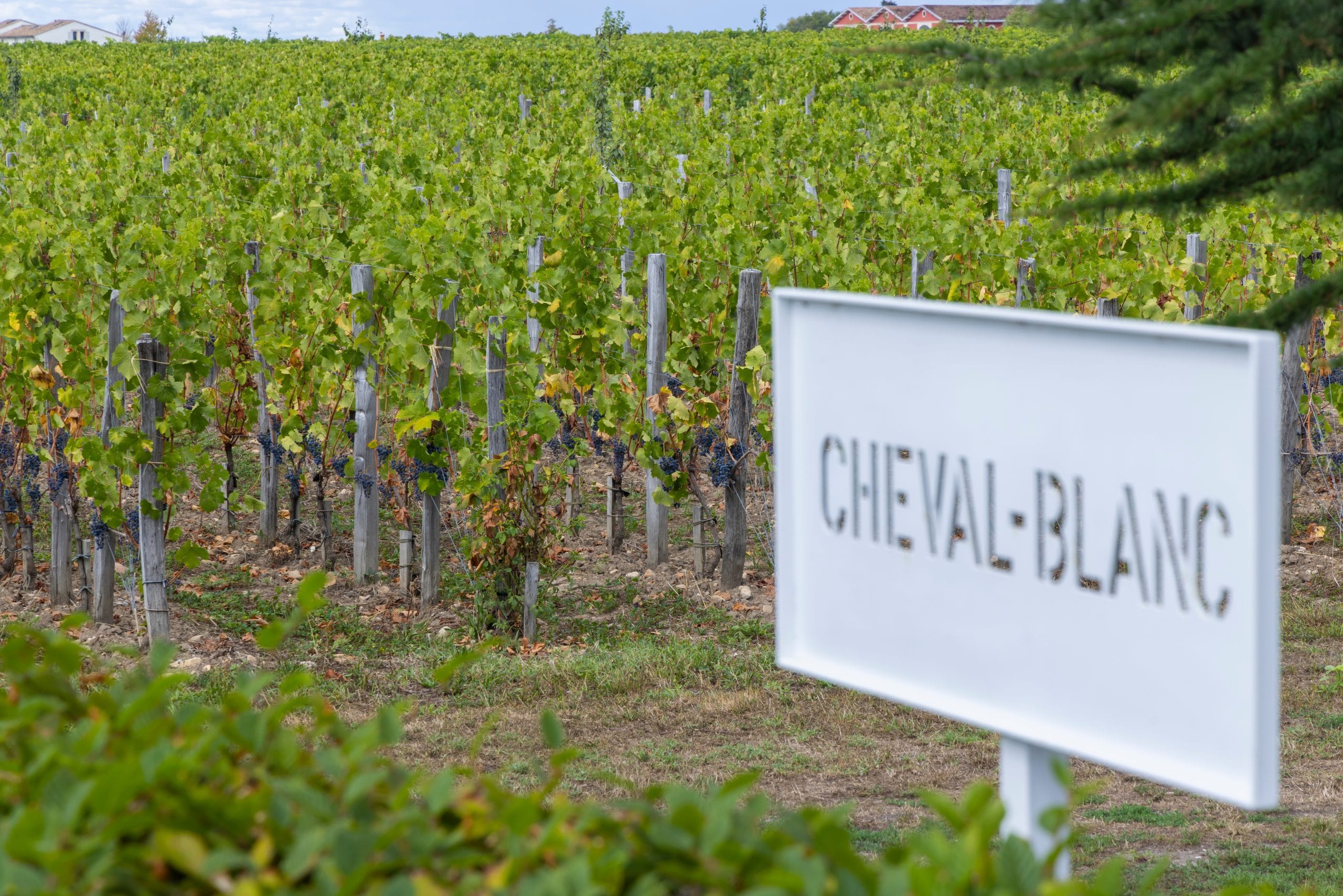 Typical,Vineyards,(er,Grand,Cru,Classe,A),Near,Chateau,Cheval